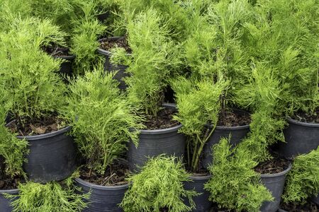 green young plant on a black flower pot prepare  for plantation in farmの写真素材