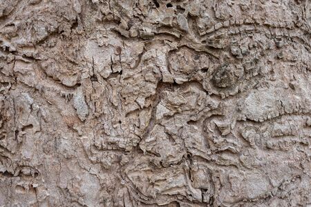 texture in bark of  tree in the forest