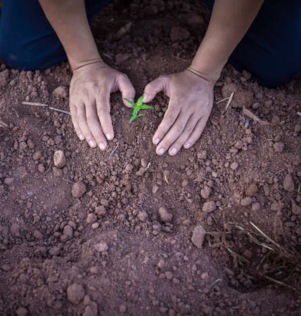 man grow a young plant on a plantation . concept for earth day , earth preserve , natural preserve, agriculture.の写真素材