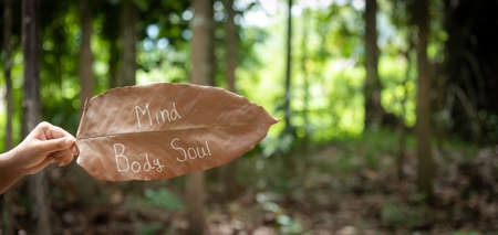 hand shows word like Mind, Body, Soul  that wrote on  dried leaf with blurry jungle or forest  as background. concept for life balance , wellness, mediatation.の写真素材