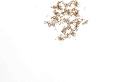 group  of dried tobacco isolated on white background with copy space from top view.の写真素材