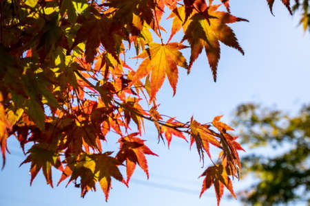 Autumn leaves with yellow color against the blue sky