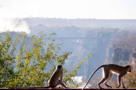 Monkeys and long-tailed monkeys take in views of victoria falls with rising water smoke