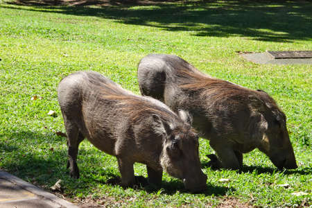 Good friend boar breakfastの写真素材