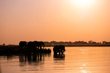 Silhouette of African elephant parent and child relaxing by riverside at dusk, composition