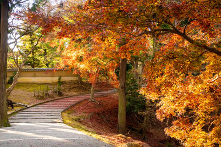 The path of Nara Todaiji Temple where autumn leaves are illuminated by the sunsetの写真素材