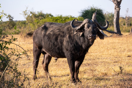 Wild buffalo stopping at usの写真素材