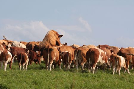 Herd of cows and bullの写真素材