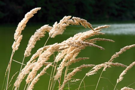 Dry grassの写真素材