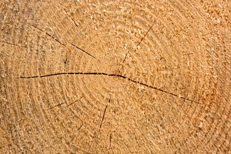 Close grown timberの写真素材
