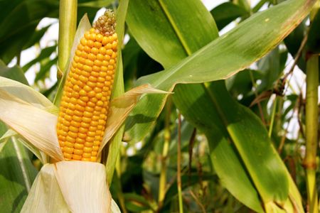 Maize の写真素材