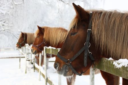 Three horse heads in the snowy winter landscapeの写真素材