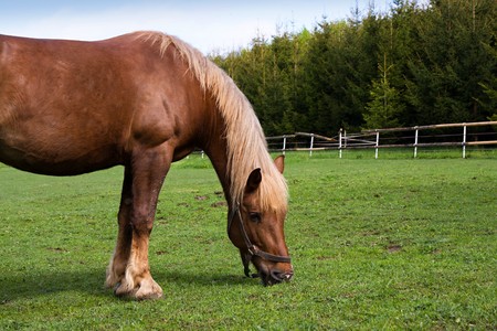 Horse in the meadow in the paddockの写真素材