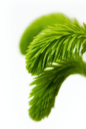 Young spruce branch on white background