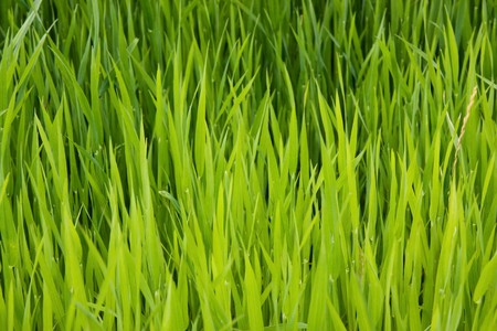 Macro shot of lush green grassの写真素材