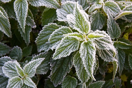 Frosty nettles の写真素材