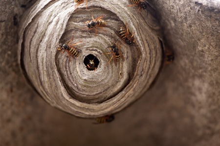 Wasp nest Wasp nest