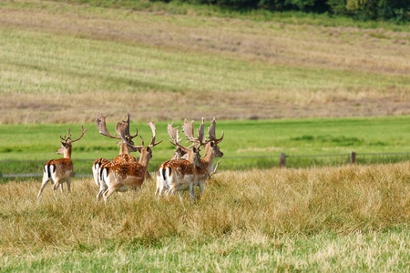 Herd of fallow deer on a meadowの写真素材