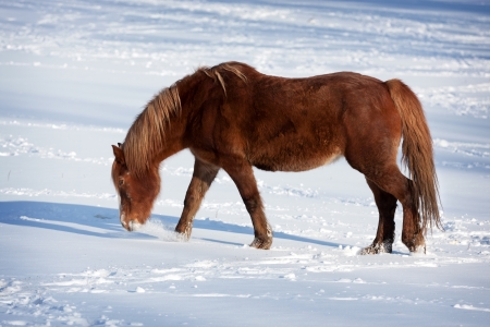 Horse in a cold winter pastureの写真素材