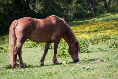 Brown horse in the meadowの写真素材