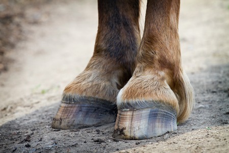 Detail of rear hooves horseの写真素材