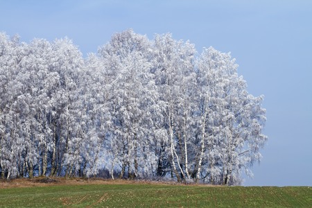 Winter treesの写真素材