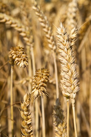 Golden ears of wheat on the field. の写真素材