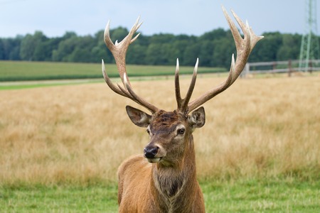 Deer grazing in the meadowの写真素材