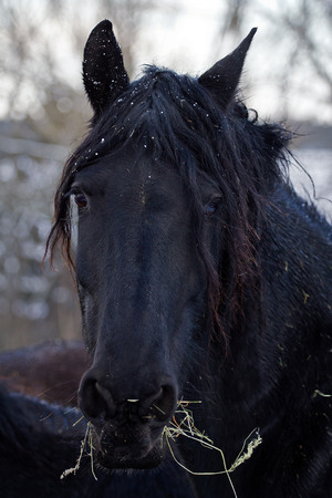 Friesian Horseの写真素材
