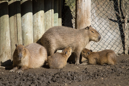 Capybara and her cubsの写真素材