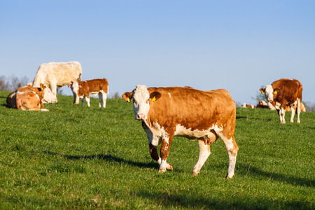 Brown and white dairy cows, calwes and bulls in pasture