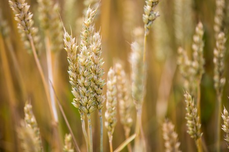 Detail of a ripe ear of rye