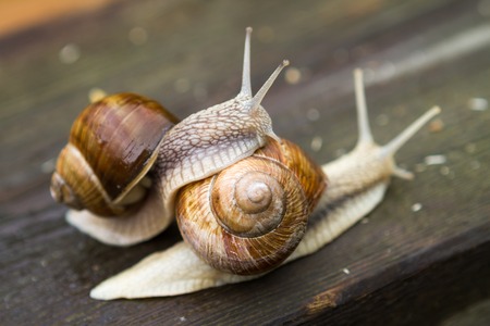 Big snails on wooden table after rainの写真素材