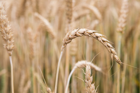 Golden ears of wheat on the fieldの写真素材
