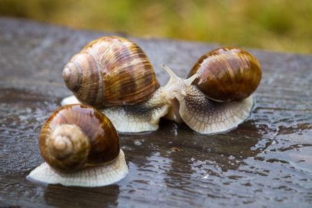 Big snails on wooden table after rainの写真素材