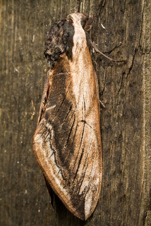 Hawk Moth on wood background close upの写真素材