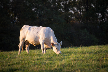 White cow grazing on a green field, Czech Republicの写真素材