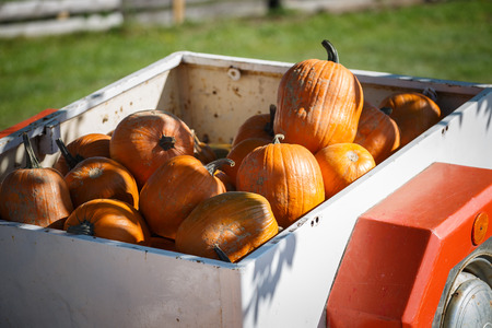 Pile of pumpkins in trailer