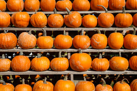 Pile of small pumpkins at the Farmers market.の写真素材