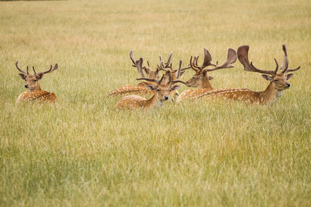 Herd Of Fallow Deerの写真素材