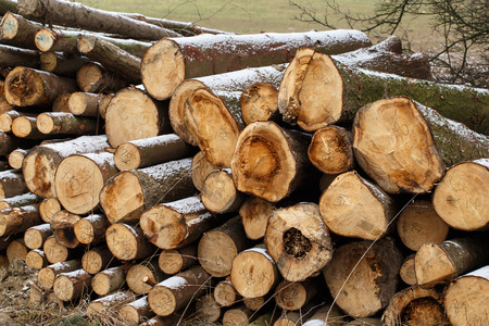 A view of huge stacks of logs piled high at a lumber factory