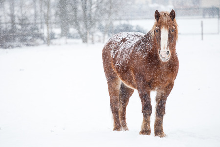 Brown horse standing up and looking at the camera during a snowstormの写真素材