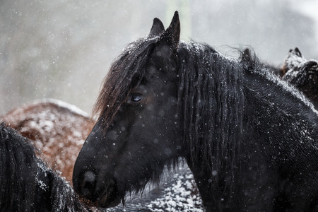 Friesian horse and snowfallの写真素材