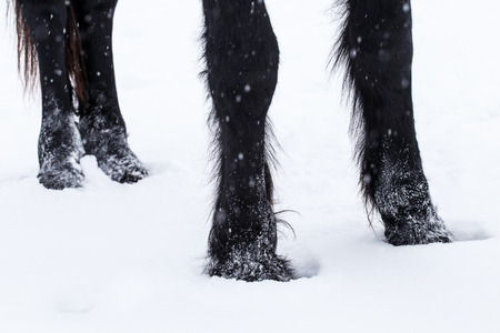 Friesian horse hooves in the snowの写真素材