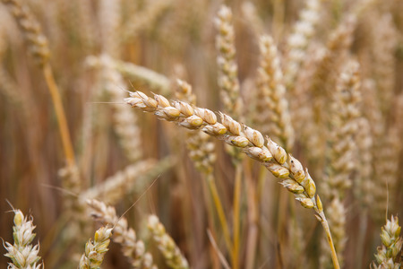 Golden ears of wheat on the field.