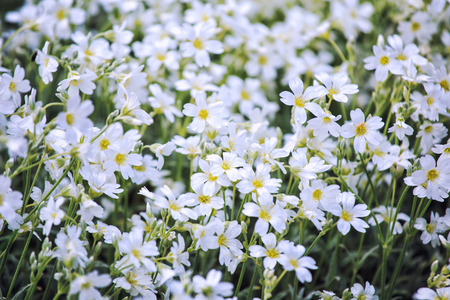 White flowers of Cerastium tomentosum is an ornamental plant of the Caryophyllaceae family.の写真素材