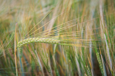 Ears of wheat on the field.の写真素材