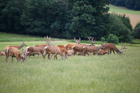 Deer grazing in the meadowの写真素材