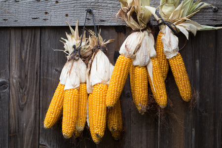 Ripe dried corn cobs hanging on wood background