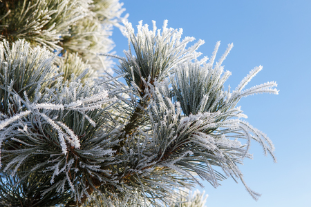 Pine branch with long needles covered with frost on background blue sky.の写真素材